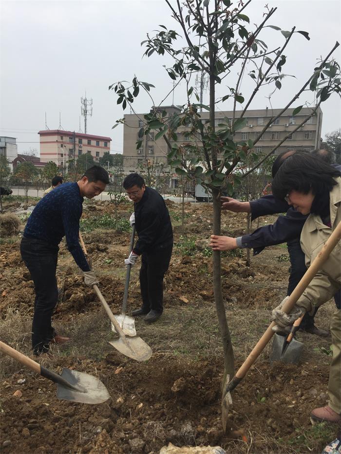 公司組織開展植樹活動為企業(yè)增綠添彩